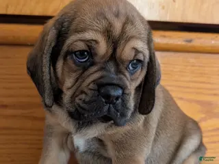 Puggle dogs Chase - Ad 11