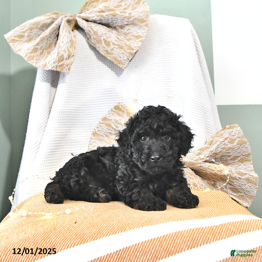 Miniature Poodle dogs Alvin - Ad 30