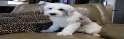 Sheepadoodle dogs for sale: Robby - Ad 6