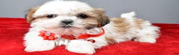 Shih Tzu dogs for sale: Chevel - Ad 3