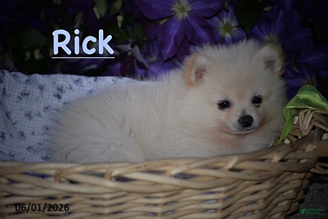 Pomeranian dogs Rick - Ad 1