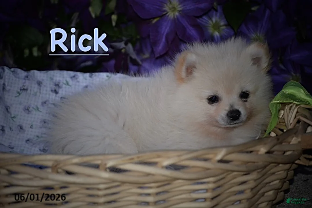 Pomeranian dogs for sale: Rick - Ad 1