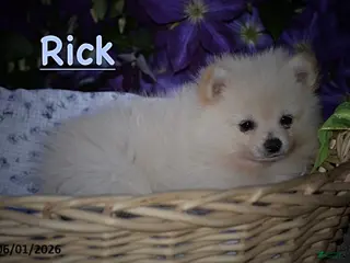Pomeranian dogs for sale: Rick - Ad 4