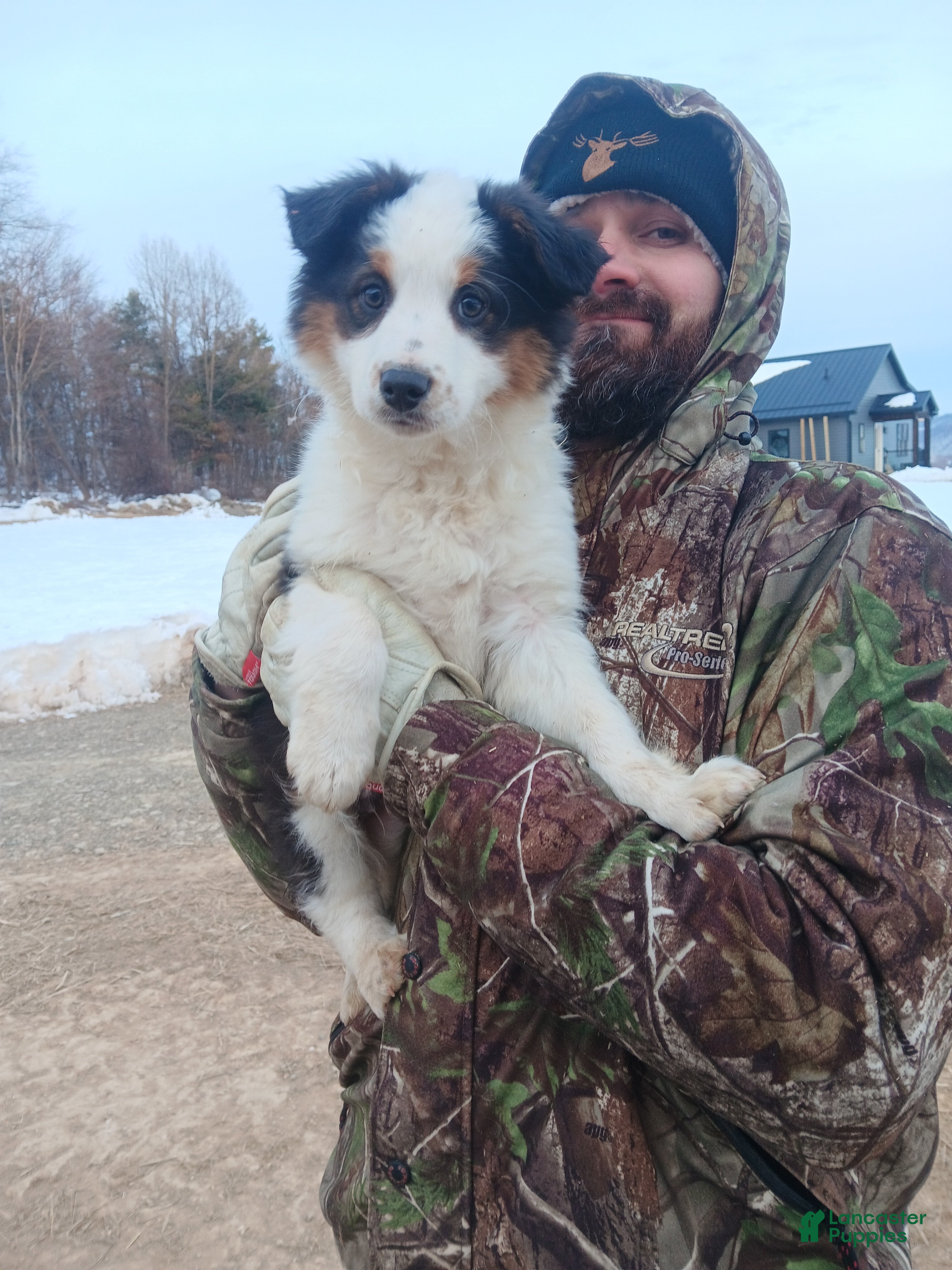 Australian Shepherd dogs Oreo - Ad 7