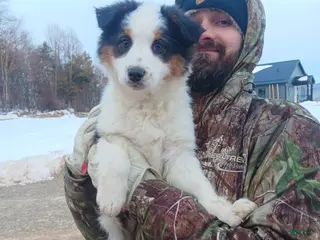 Australian Shepherd dogs Oreo - Ad 7