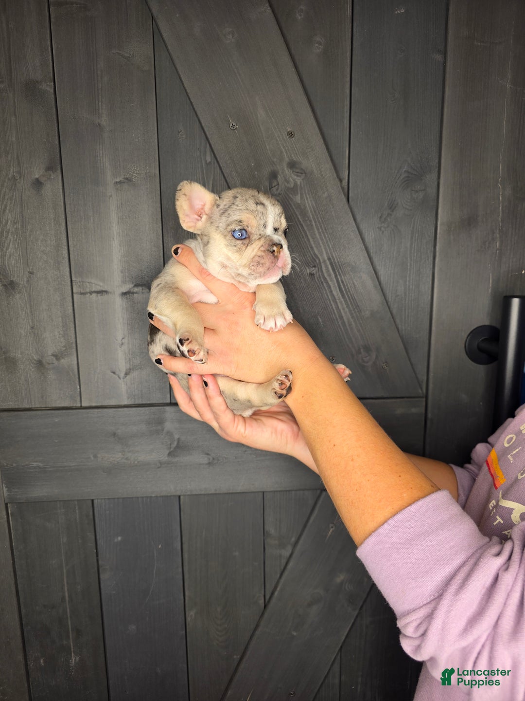 French Bulldog dogs for sale: French Bulldog Puppy 3 - Ad 4