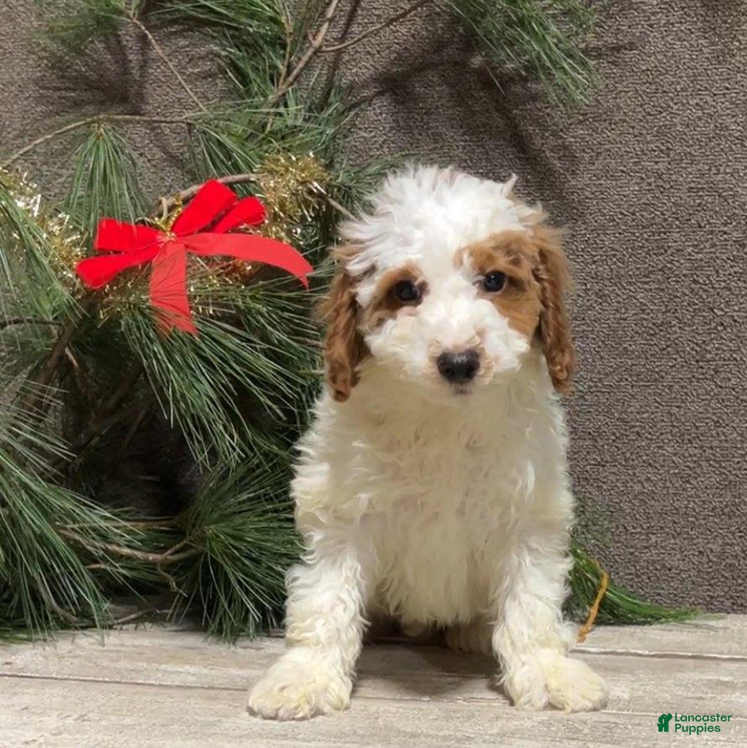 Mini Goldendoodle dogs for sale: Randy - Ad 3