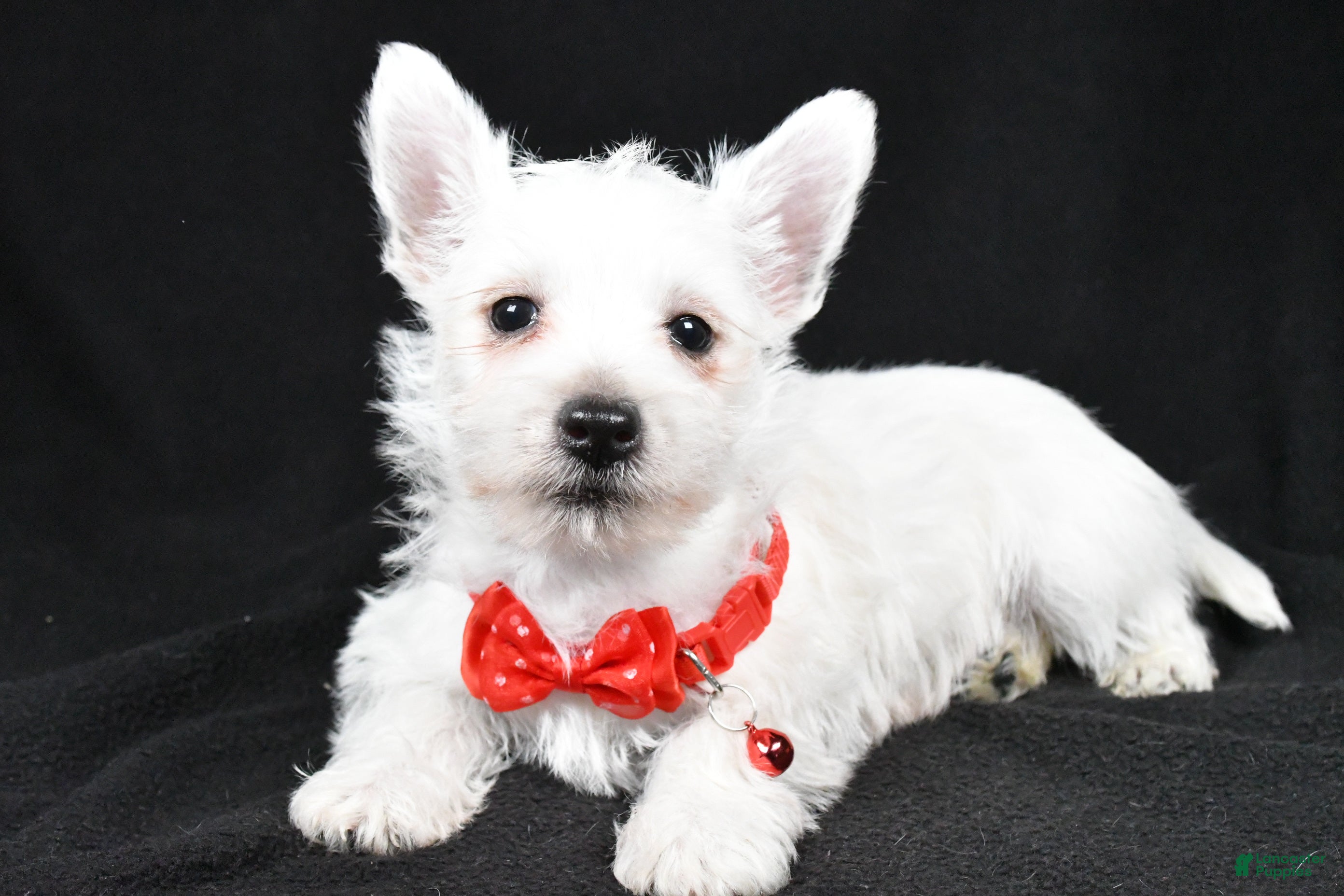 West Highland Terrier dogs Dan - Ad 2