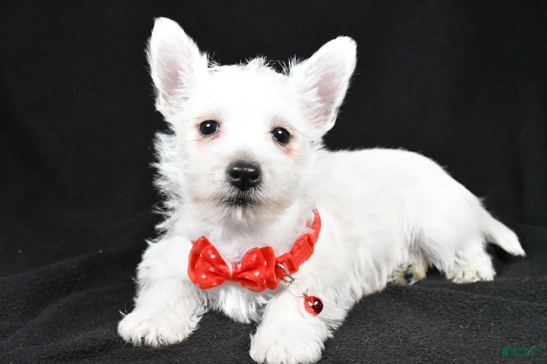 West Highland Terrier dogs for sale: Dan - Ad 2