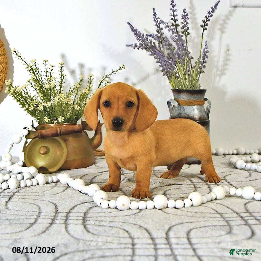 Miniature Dachshund dogs Oscar - Ad 1