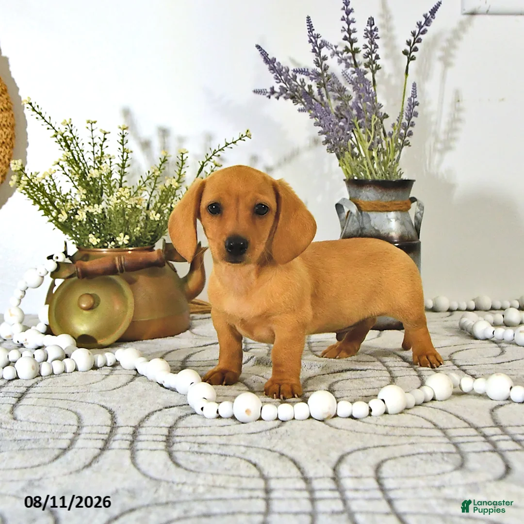 Miniature Dachshund dogs for sale: Oscar - Ad 1
