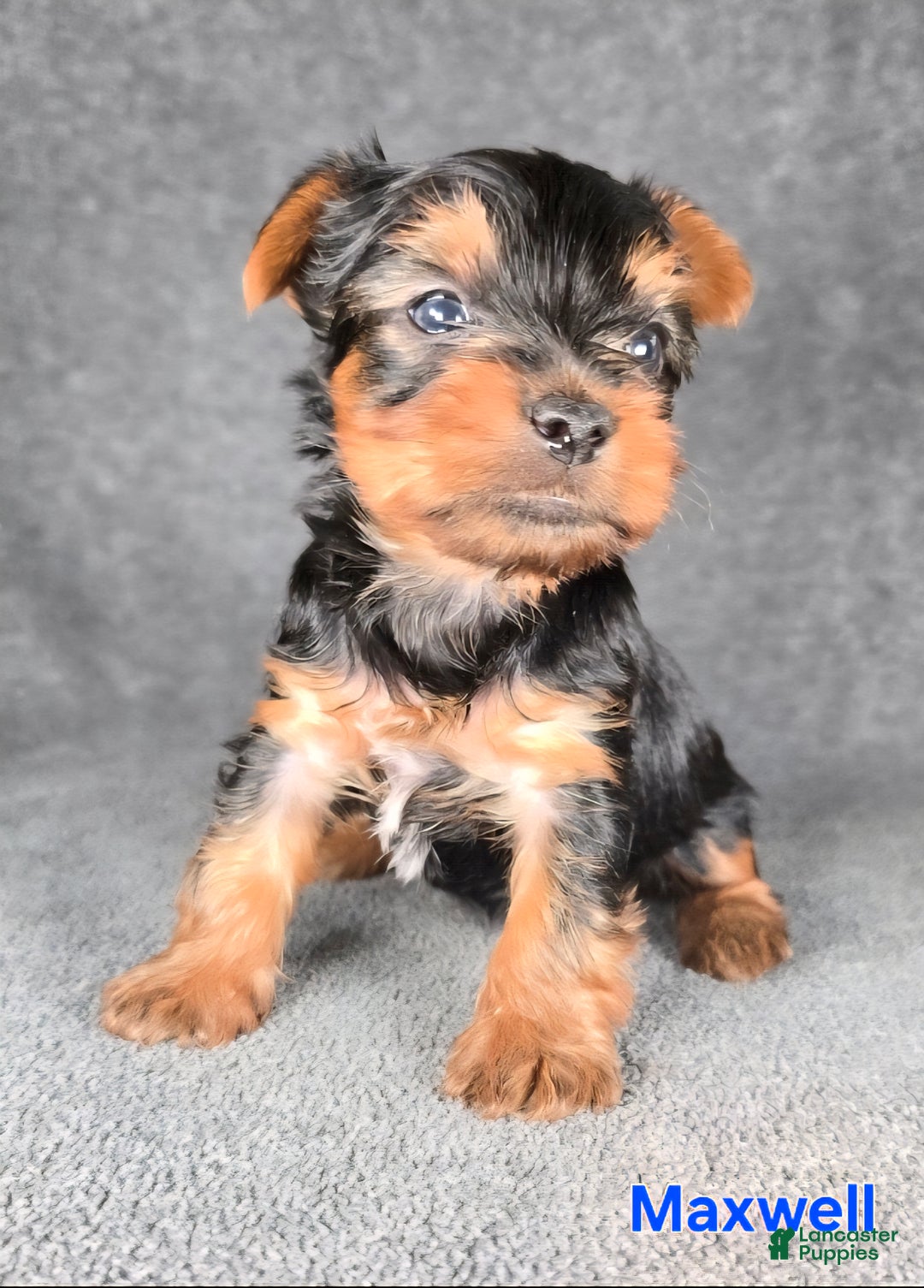 Yorkshire Terrier dogs for sale: Maxwell - Ad 2