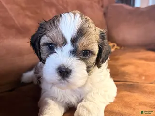 Mixed Breed dogs Finn - Ad 21