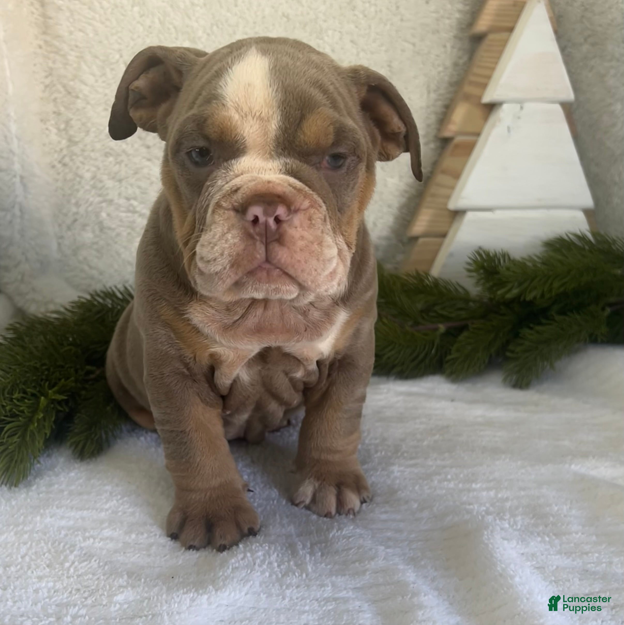 English Bulldog dogs Grace - Ad 33