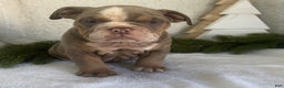 English Bulldog dogs for sale: Grace - Ad 1