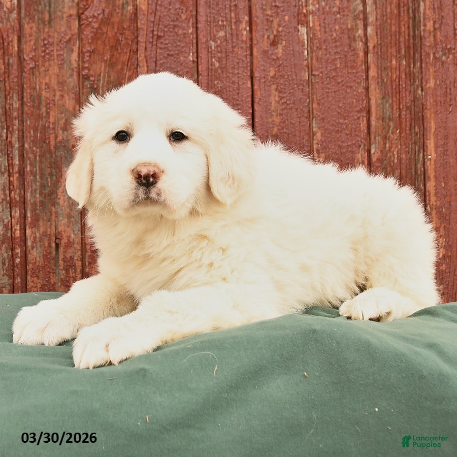 Great Pyrenees dogs Ranger - Ad 2