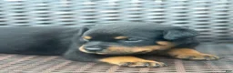 Rottweiler dogs for sale: Ky - Ad 3