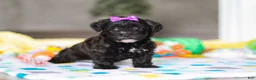 Yorkiepoo dogs for sale: Allie - Ad 2