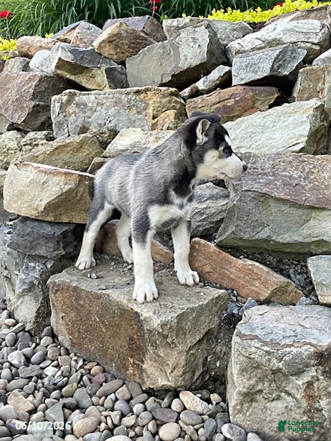 Pitsky dogs for sale: Carla - Ad 3