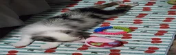 Australian Shepherd dogs for sale: Gracie - Ad 2