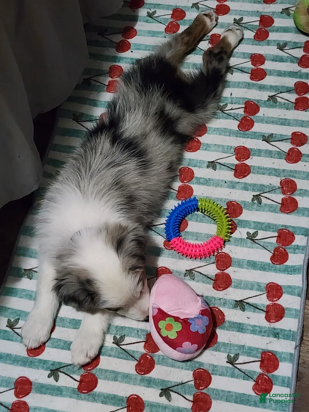 Australian Shepherd dogs for sale: Gracie - Ad 2