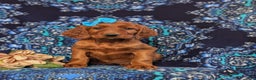 Irish Setter dogs for sale: Genessa - Ad 2