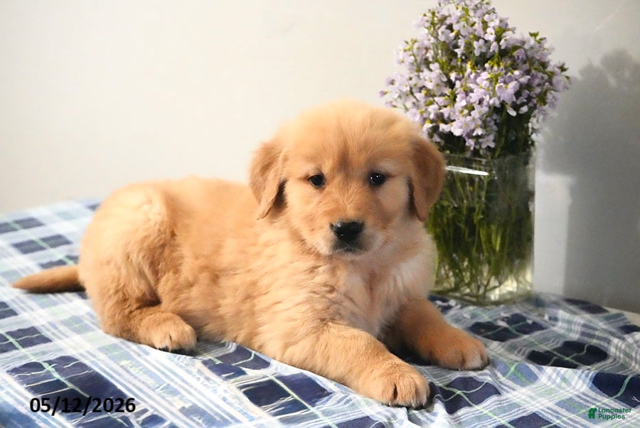 Golden Retriever dogs for sale: Dustin - Ad 4