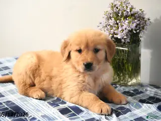 Golden Retriever dogs for sale: Dustin - Ad 4