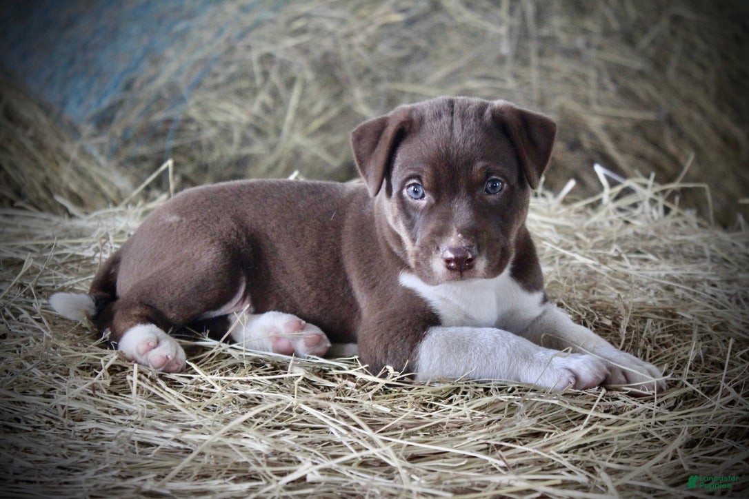 Mixed Breed dogs for sale: Rascal - Ad 2