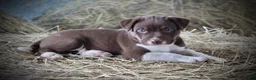 Mixed Breed dogs for sale: Rascal - Ad 1