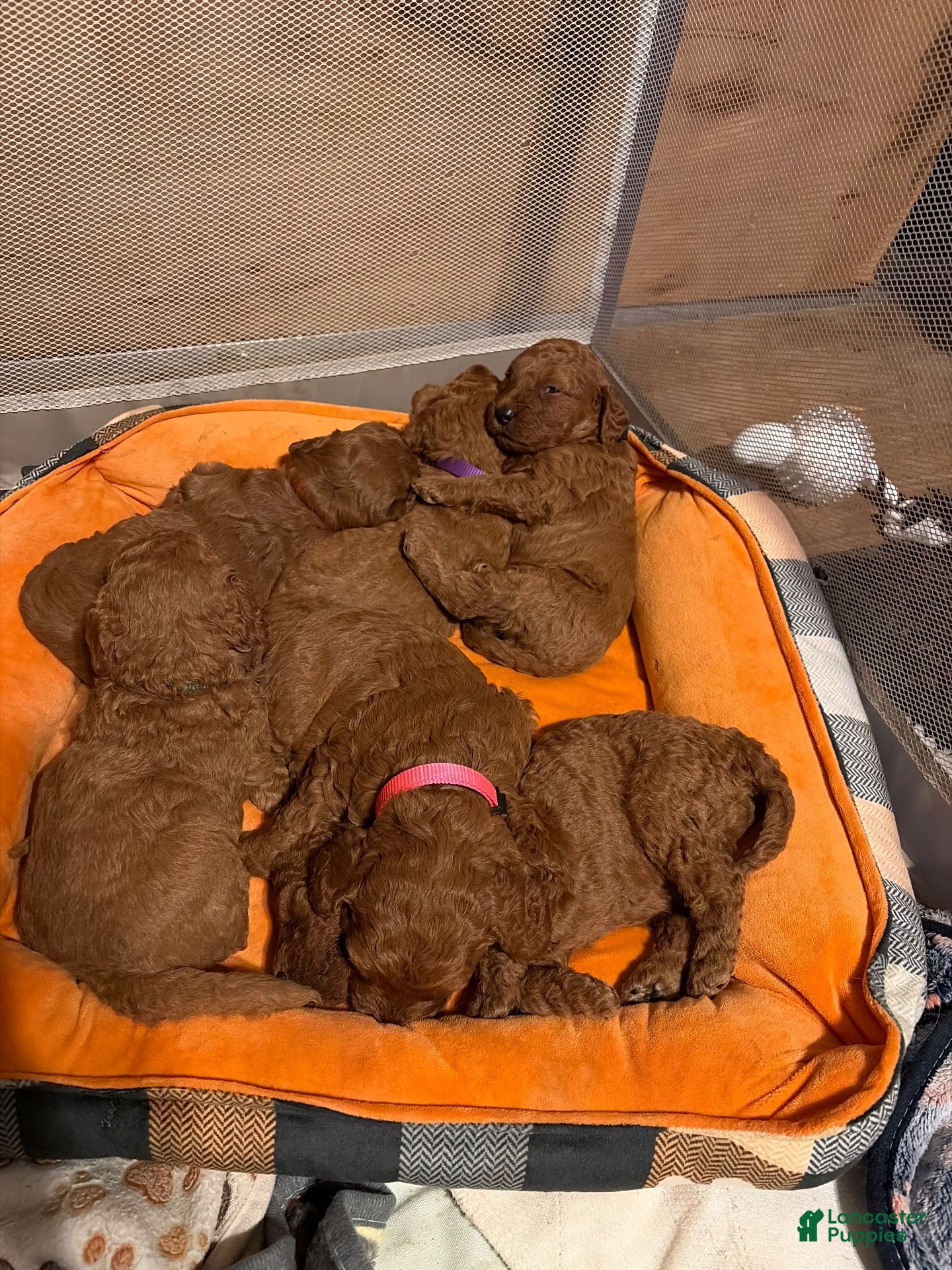 Goldendoodle dogs for sale: Goldendoodle 2 - Ad 11