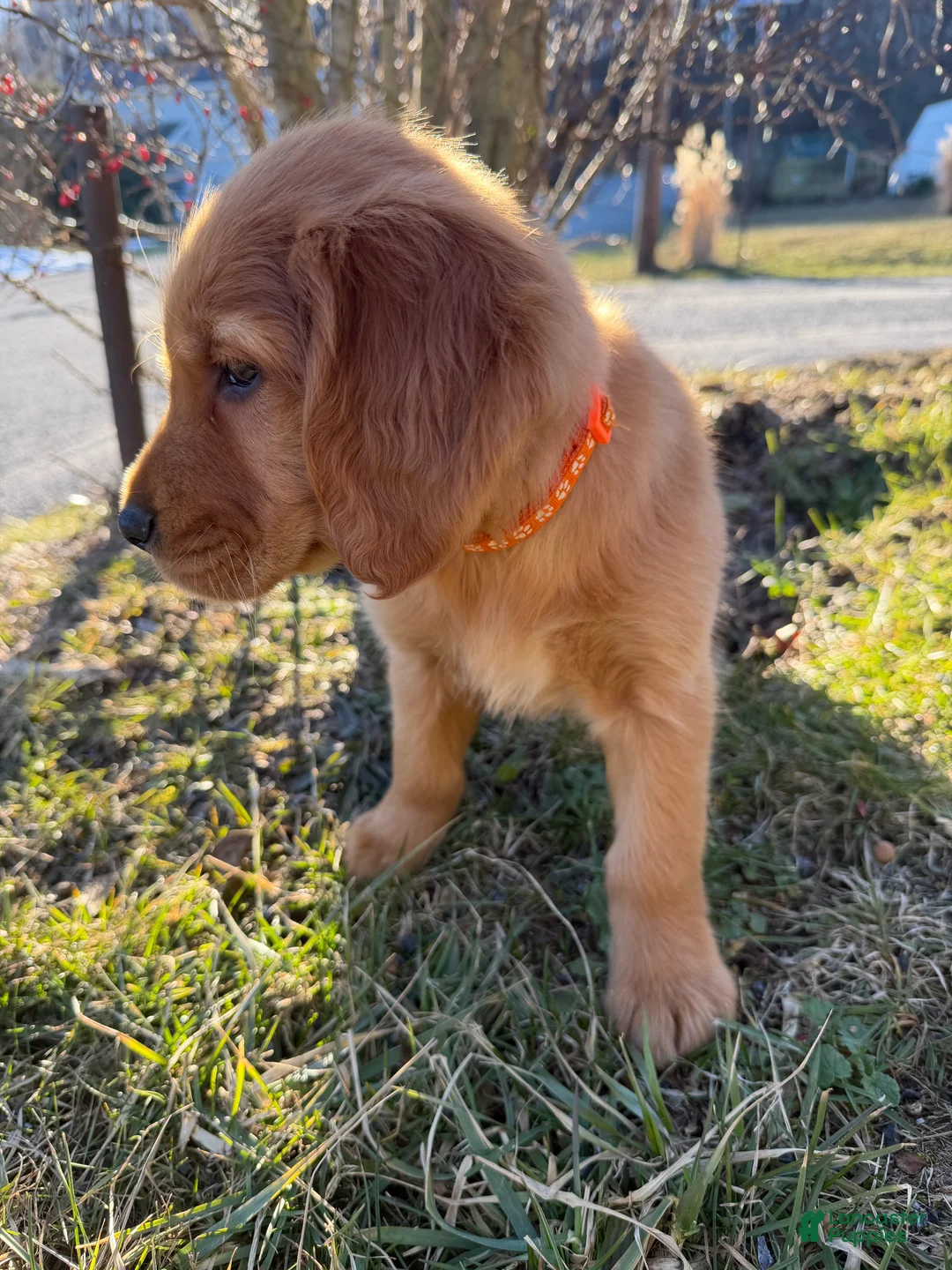 Golden Retriever dogs for sale: Clemson-Orange  - Ad 2