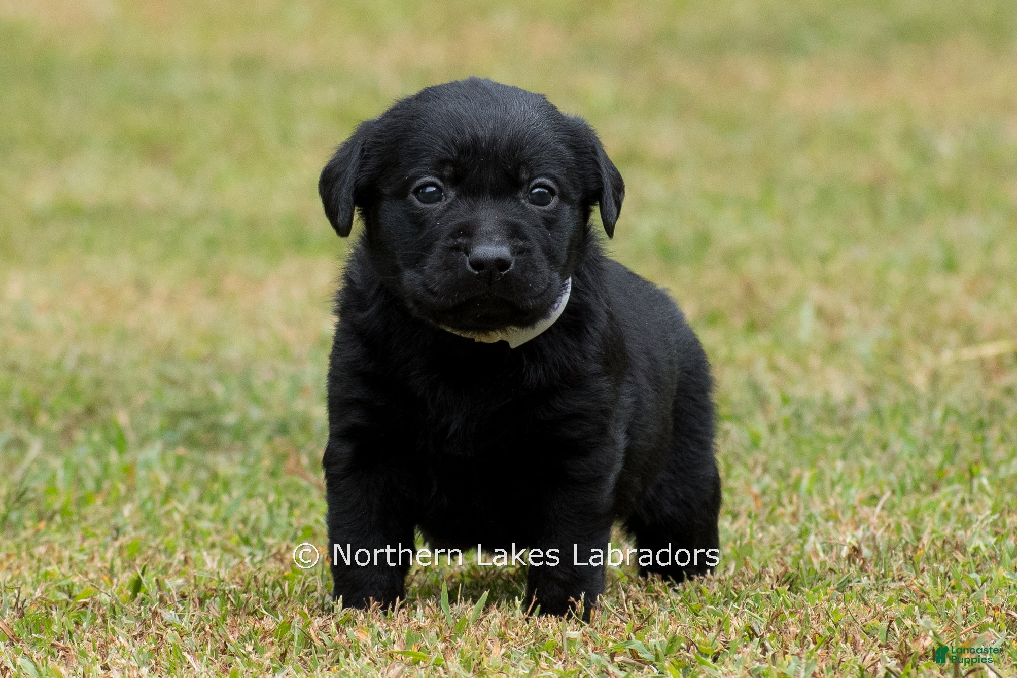 Noble (Labrador, Female) in Bowersville, GA