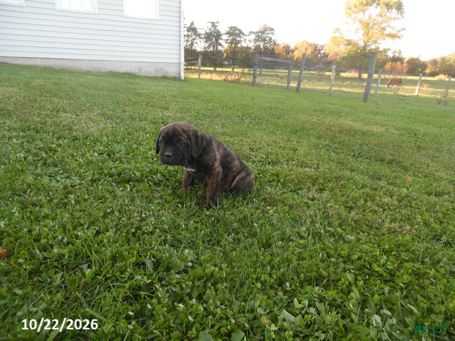 Cane Corso dogs for sale: Anton - Ad 1