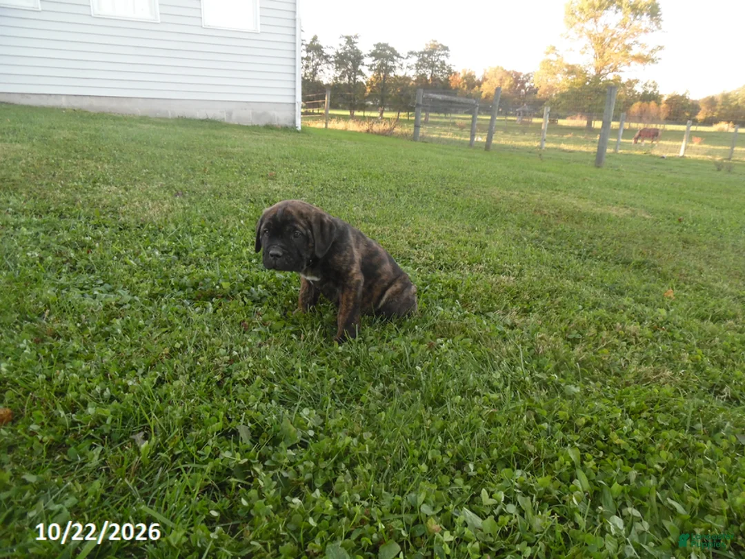 Cane Corso dogs for sale: Anton - Ad 1