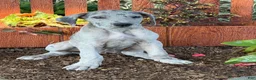 Great Dane dogs for sale: Pansy Great Dane  - Ad 10