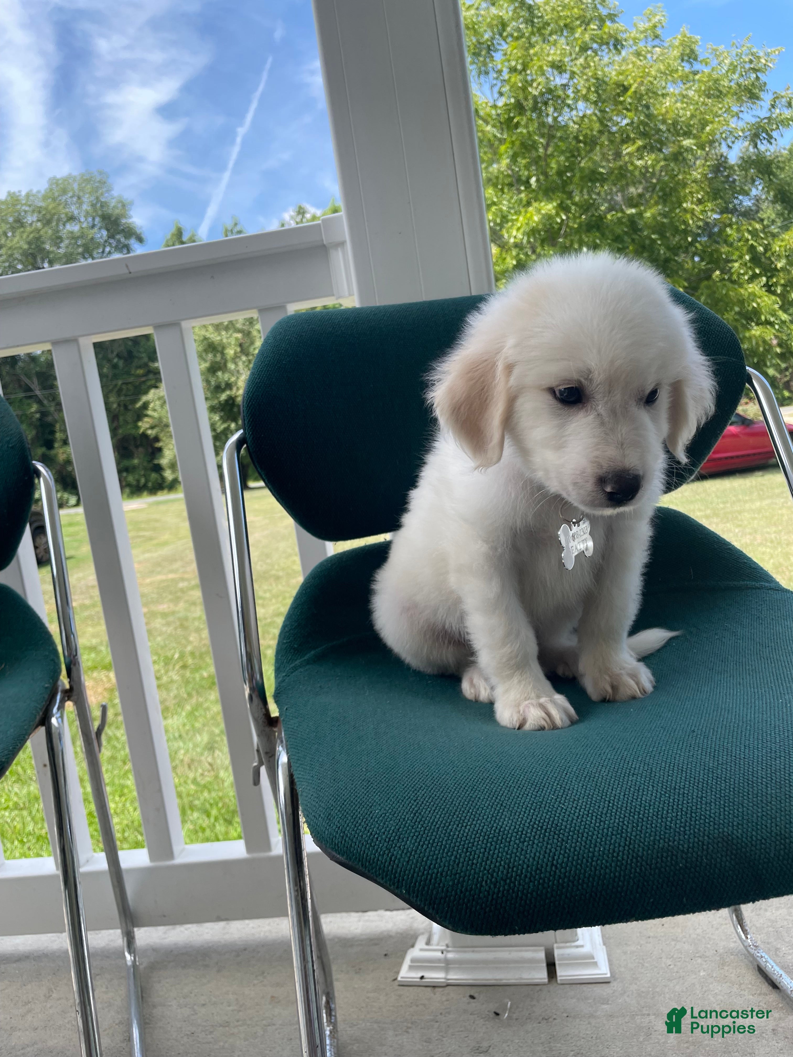 Mixed Breed dogs Cooper - Ad 1