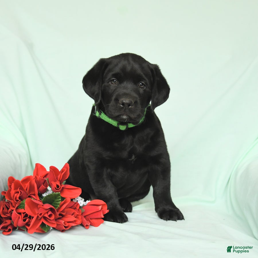 Labrador Retriever dogs Blazer - Ad 2