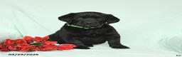 Labrador Retriever dogs for sale: Blazer - Ad 2