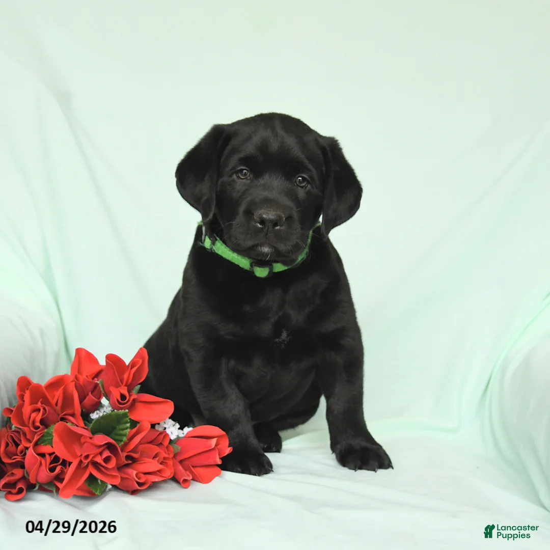 Labrador Retriever dogs for sale: Blazer - Ad 2