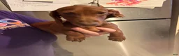 Miniature Dachshund dogs for sale: Miniature Dachshund 2 - Ad 4