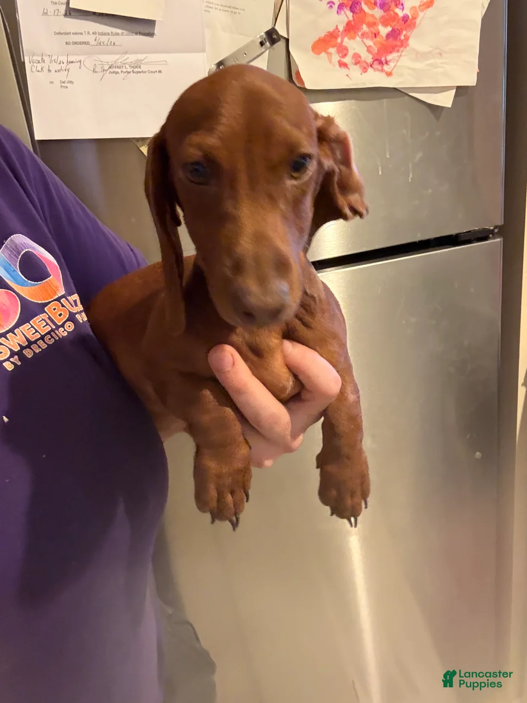 Miniature Dachshund dogs for sale: Miniature Dachshund 2 - Ad 4