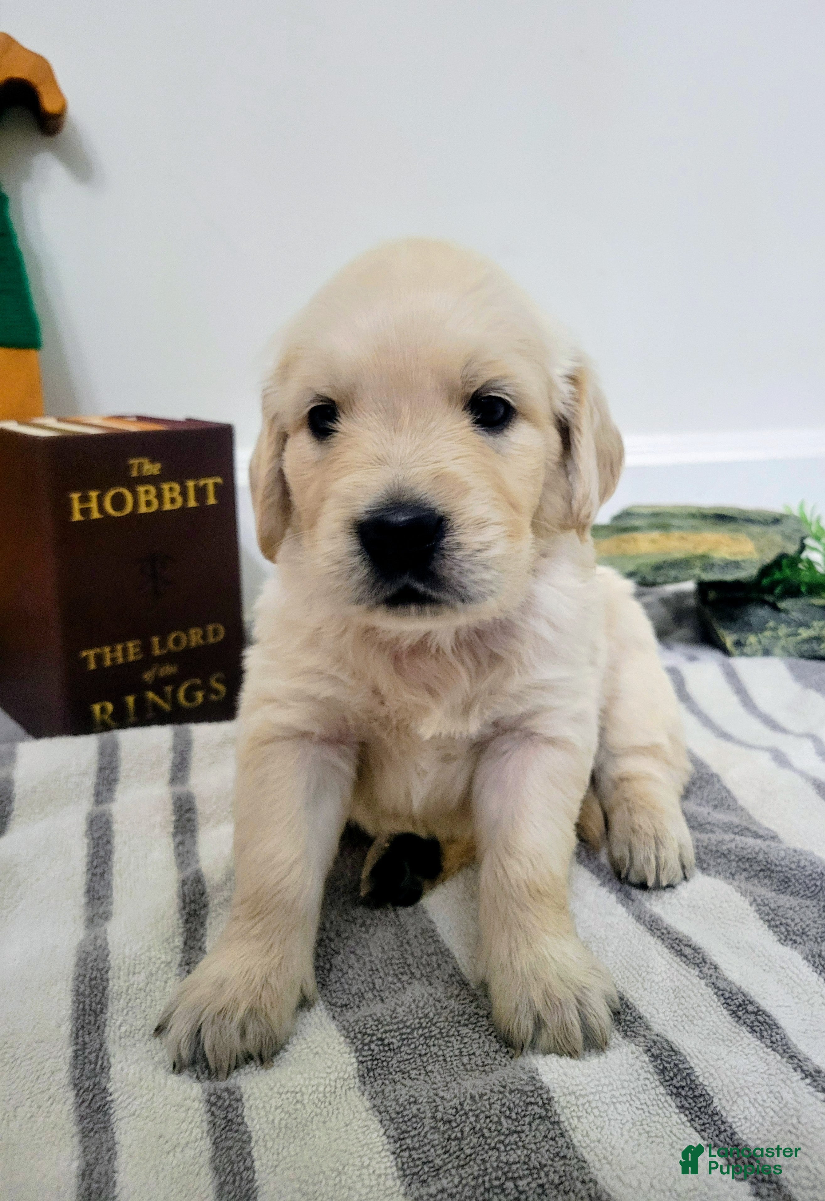 Golden Retriever dogs for sale: Aragorn, Champion Sired - Ad 8