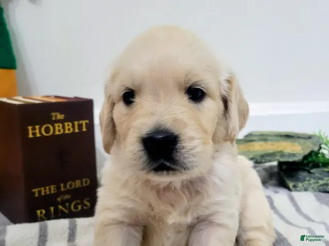 Golden Retriever dogs for sale: Aragorn, Champion Sired - Ad 8