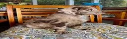 Labradoodle dogs for sale: Chip - Ad 3