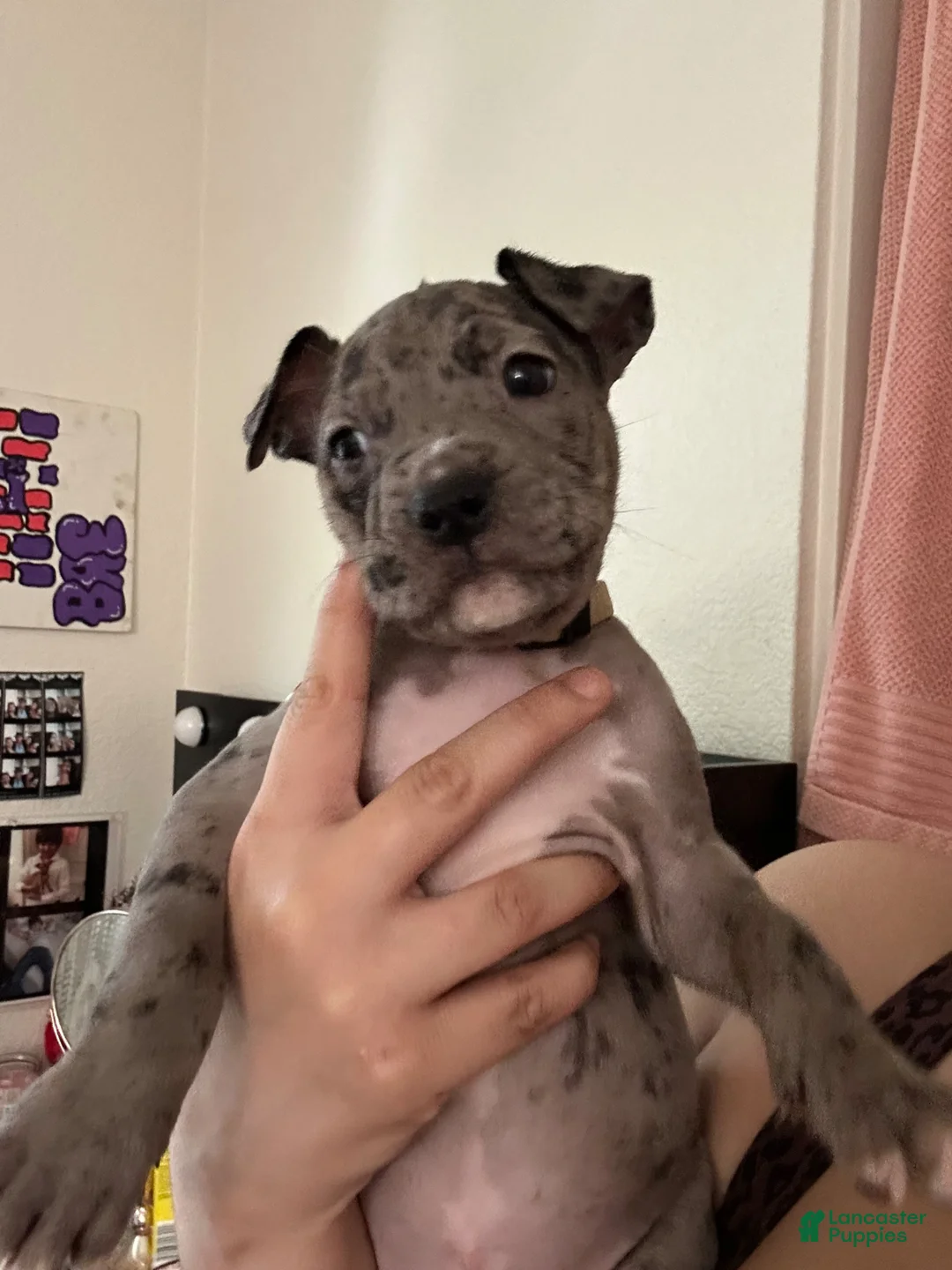 Mixed Breed dogs for sale: Mixed Breed Puppy 1 - Ad 1