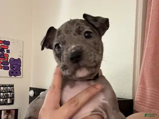 Mixed Breed dogs Mixed Breed Puppy 1 - Ad 23