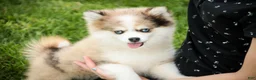 Pomsky dogs for sale: Sebastian - Ad 2