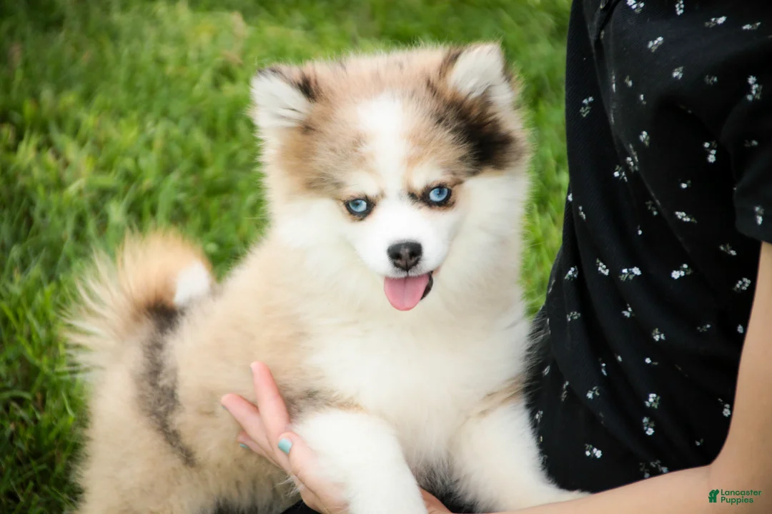 Pomsky dogs for sale: Sebastian - Ad 2