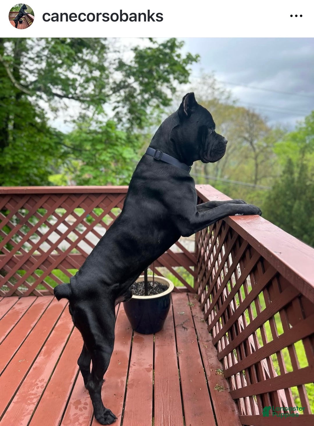 Cane Corso dogs for sale: Scruff  - Ad 10